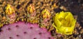 Purple Pricklypear Flower Royalty Free Stock Photo