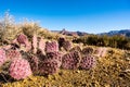 Purple Pricky Pear Cactus on the Tonto Plateau Royalty Free Stock Photo