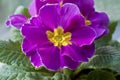 Purple primerose with golden yellow center in close up macro view