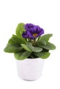 Purple Primrose Royalty Free Stock Photo