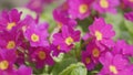 Purple primroses or Primula polyanthus in spring garden. Push clump of flowering pink juliana primrose in spring.