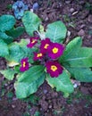 Purple primroses. primula vulgaris in early spring