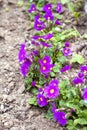 Purple primroses (primula vulgaris) Royalty Free Stock Photo