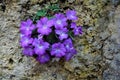Primula allionii growing on rocks Royalty Free Stock Photo