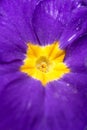 Purple primula flower in detail