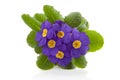 Purple Primula flowers Royalty Free Stock Photo
