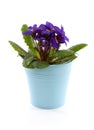 Purple Primula flowers in blue bucket Royalty Free Stock Photo