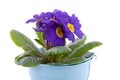 Purple Primula flowers in blue bucket Royalty Free Stock Photo