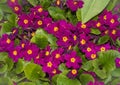 Purple Primula flowers with green foliage Royalty Free Stock Photo
