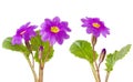 Purple primula flowers Royalty Free Stock Photo