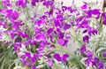 Purple Primula Royalty Free Stock Photo