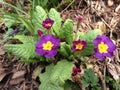 Purple Primula Vulgaris (Primrose) Plants Blossoming in Spring in Garden.