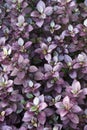 Purple Prince Joyweed plants