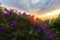 Purple princess or brazilian spider or Glory Bush flower in suns Royalty Free Stock Photo