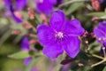 Purple princess or brazilian spider or Glory Bush flower Royalty Free Stock Photo