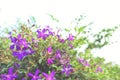 Purple princess flower, Glory flower or Tibouchina Urvilleana in full bloom Royalty Free Stock Photo