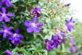 Purple princess flower, Glory flower or Tibouchina Urvilleana in full bloom Royalty Free Stock Photo