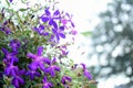 Purple princess flower, Glory flower or Tibouchina Urvilleana in full bloom Royalty Free Stock Photo