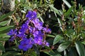 Purple princess flower, Tibouchina granulosa, Belo Horizonte, Brazil