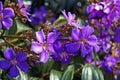 Purple princess flower, Tibouchina granulosa