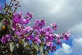 Purple princess flower, Tibouchina granulosa