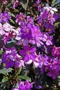 Purple princess flower, Tibouchina granulosa