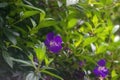 Purple princess flowers, Glory flower or Tibouchina Urvilleana