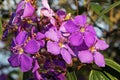 Purple princess flowers, Tibouchina granulosa, Minas Gerais