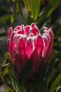 Purple protea flower Royalty Free Stock Photo