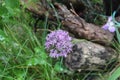 Purple puff ball Royalty Free Stock Photo