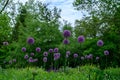 Puffy blooms of wild onion in a field