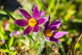 Purple pulsatilla & x28;pasqueflower& x29; on a sunny day in spring