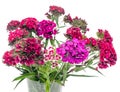 Purple, purple Dianthus flowers