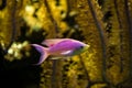 Purpurová královna, korál útes sůl voda mořský krásný růžový a tropický 