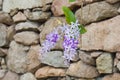 Queen`s Wreath hanging in front of a stone wall