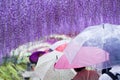Purple Rain of Kawachi Wisteria