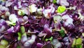 Purple Rambo Radish Microgreens Royalty Free Stock Photo