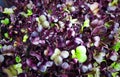 Purple Rambo Radish Microgreens Royalty Free Stock Photo