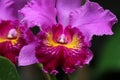 Purple rare orchid