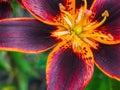 Purple red ad orange day lily from top Royalty Free Stock Photo