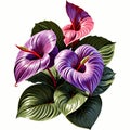 A bunch of Purple and Red Anthurium flower illustration vector