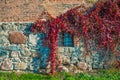 Purple red autumn virginia creeper leaves in a sunlight on a stone wall Royalty Free Stock Photo