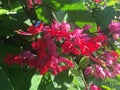 Purple Red Bleeding Heart, Clerodendrum Thomsoniae Plant Blossoming in Bright Morning Sunlight in Winter on Kauai Island, Hawaii.