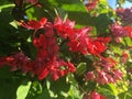 Purple Red Bleeding Heart, Clerodendrum Thomsoniae Plant Blossoming in Bright Morning Sunlight in Winter on Kauai Island, Hawaii.