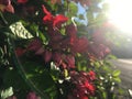 Purple Red Bleeding Heart, Clerodendrum Thomsoniae Plant Blossoming in Bright Morning Sunlight in Winter on Kauai Island, Hawaii.