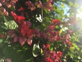 Purple Red Bleeding Heart, Clerodendrum Thomsoniae Plant Blossoming in Bright Morning Sunlight in Winter on Kauai Island, Hawaii.