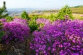 The purple red blooming flowers Royalty Free Stock Photo