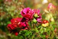 Purple red blooming roses. Rose flowers bunch art design, nature. Holiday gift, Bunch of roses flower Royalty Free Stock Photo