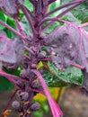 Purple red Brussels sprout plants in garden. Royalty Free Stock Photo