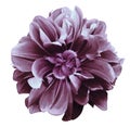 Purple-red dahlia. Flower on a white isolated background with clipping path.  For design.  Closeup. Royalty Free Stock Photo